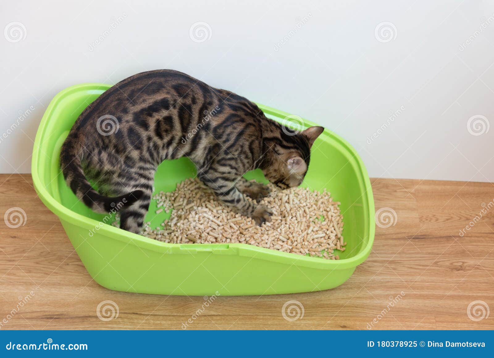 A Bengal Cat Pees in Its Cat Toilet. the Process of Potty Training