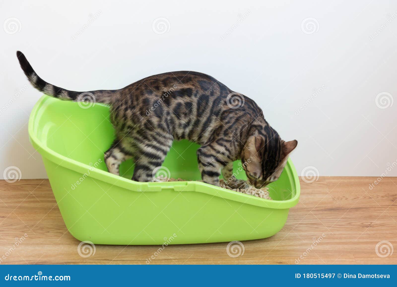 A Bengal Cat Pees in Its Cat Toilet. the Process of Potty Training