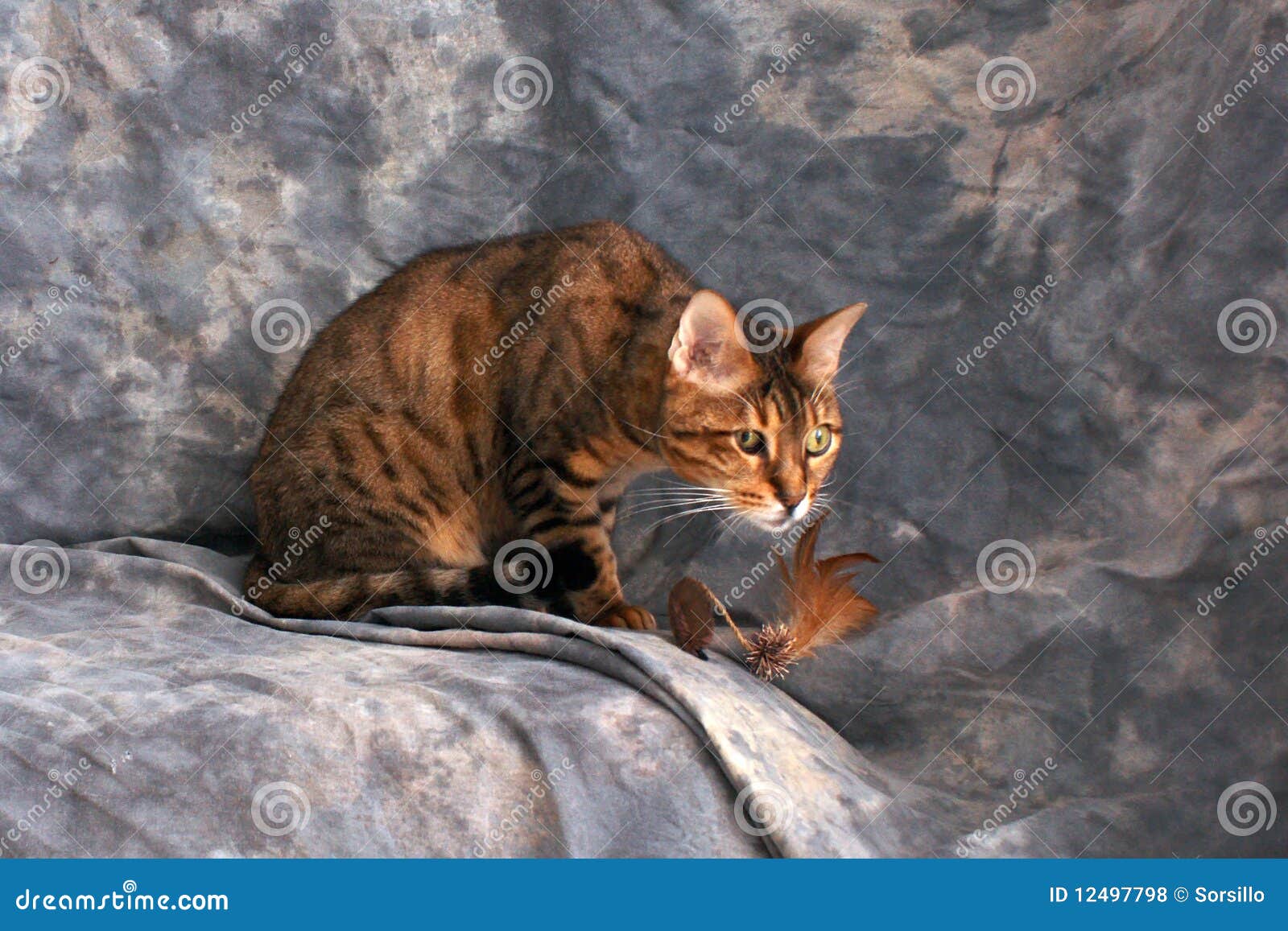 Bengal cat  ready to pounce  stock photo Image of stripe 
