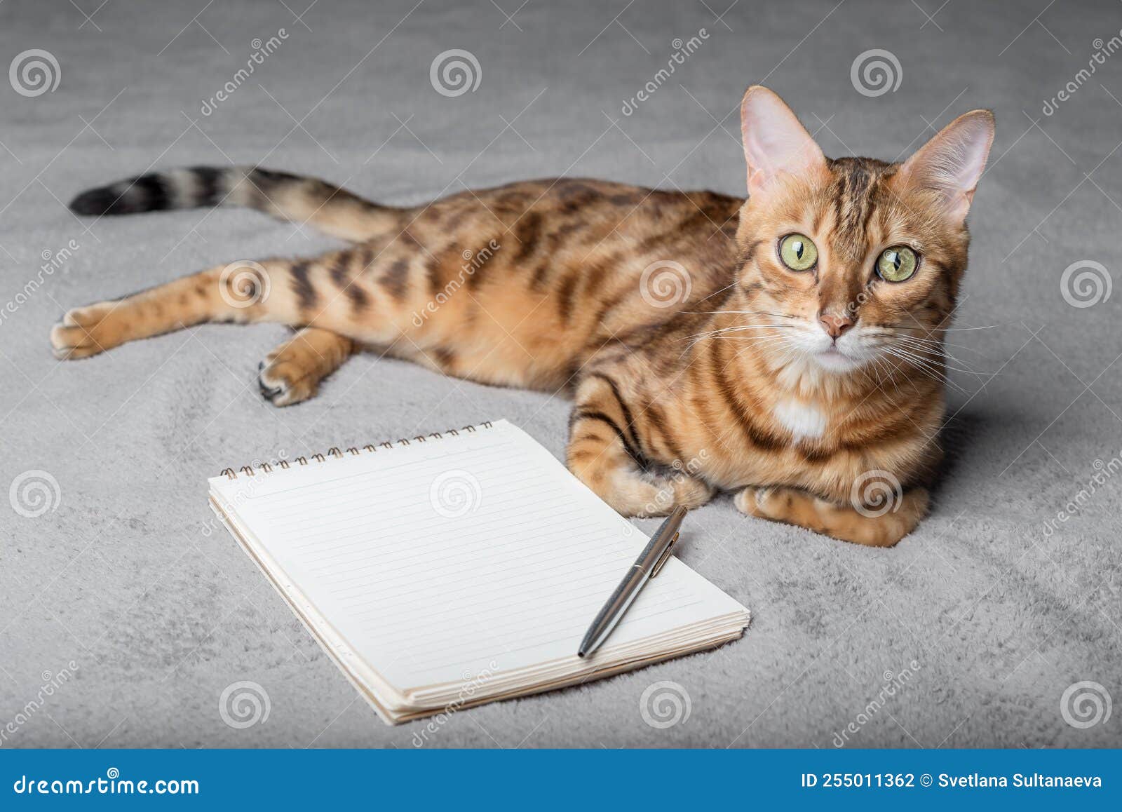 Funny Business Concept - Cat Pen and Blank Notepad Stock Image - Image of  look, adorable: 7571157