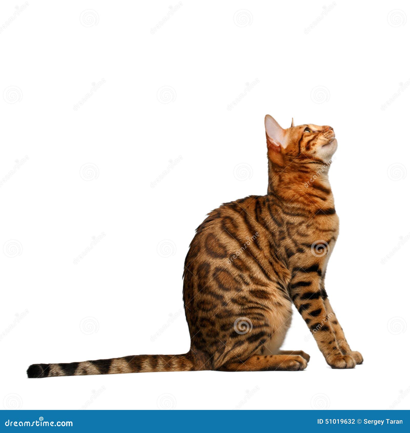 Bengal Cat Sitting And Looking Up On White Stock Photo Image of tabby
