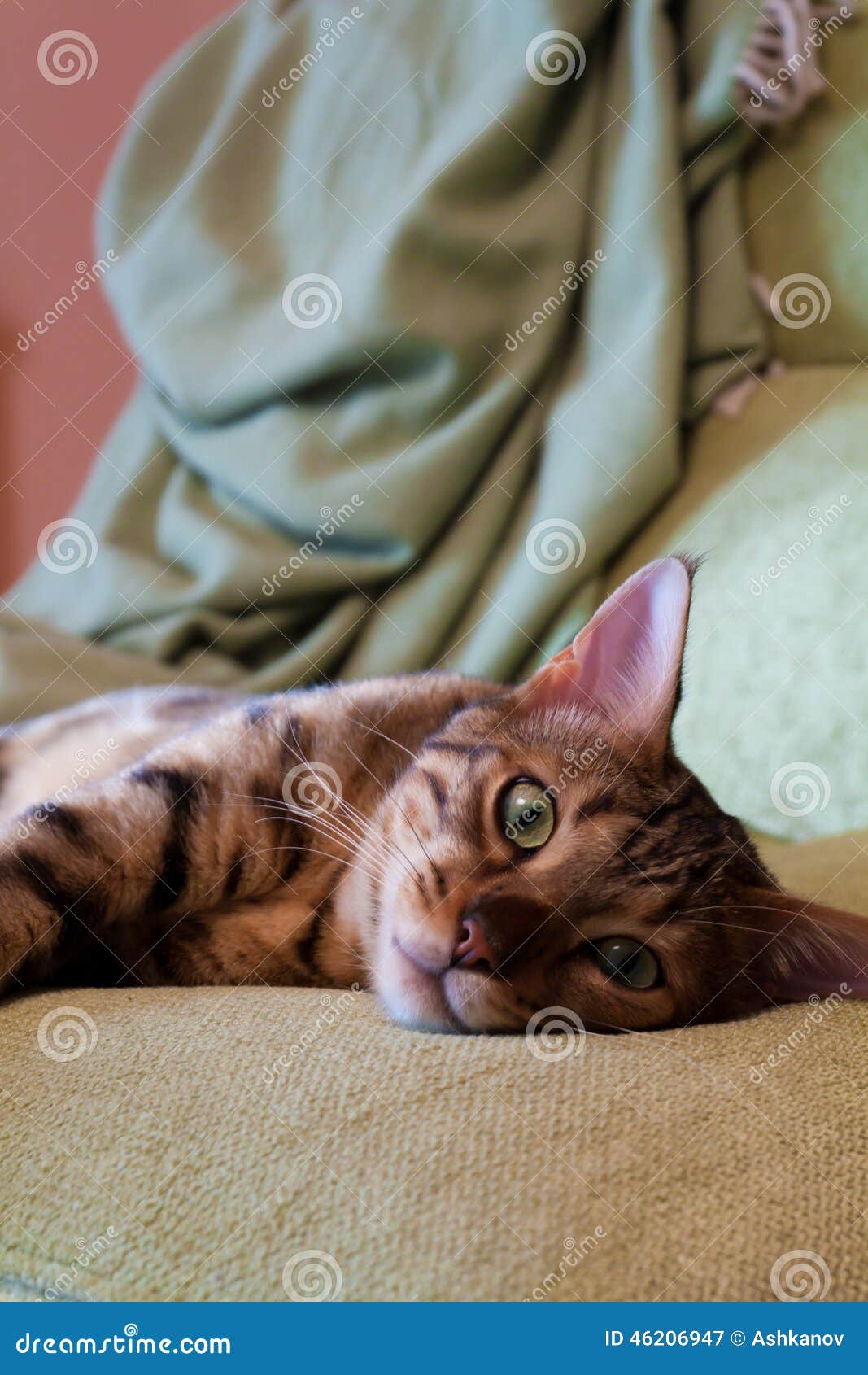 Bengal Cat Sleeping stock image. Image of brown, sleeping 46206947