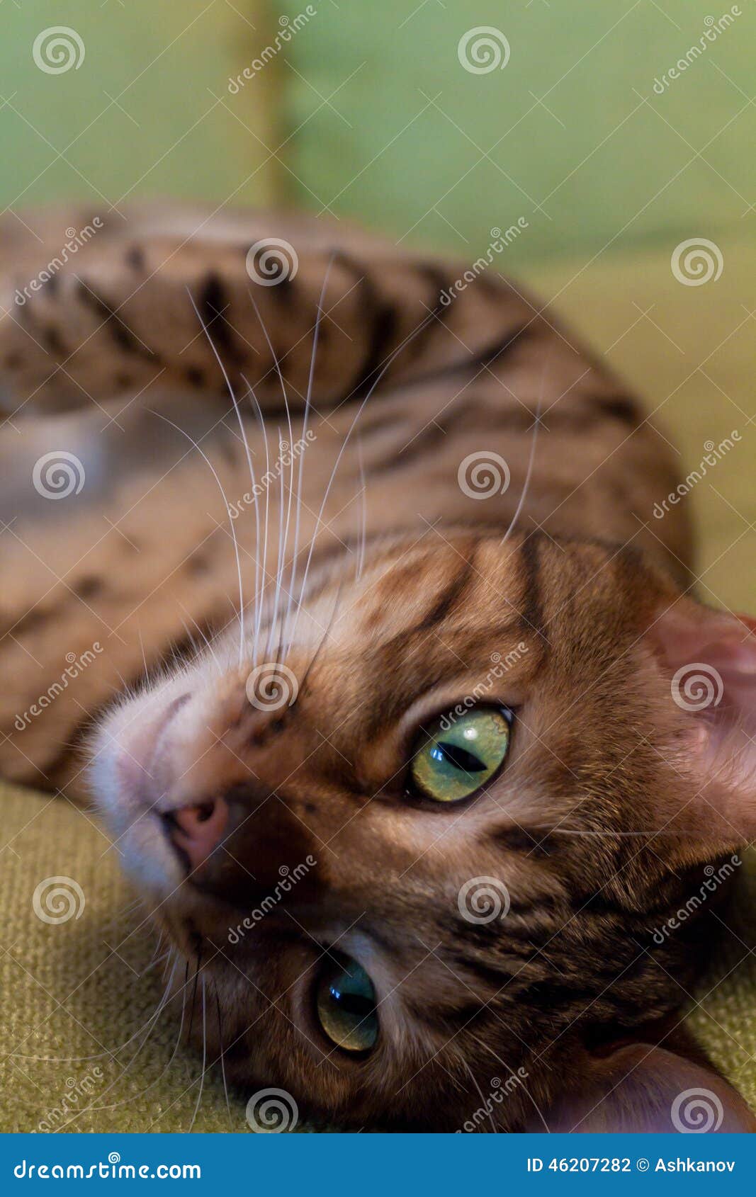 Bengal Cat Sleeping stock photo. Image of sleeping, mammal 46207282