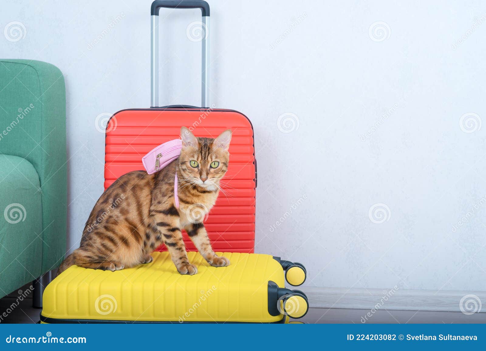tiny backpack for cat