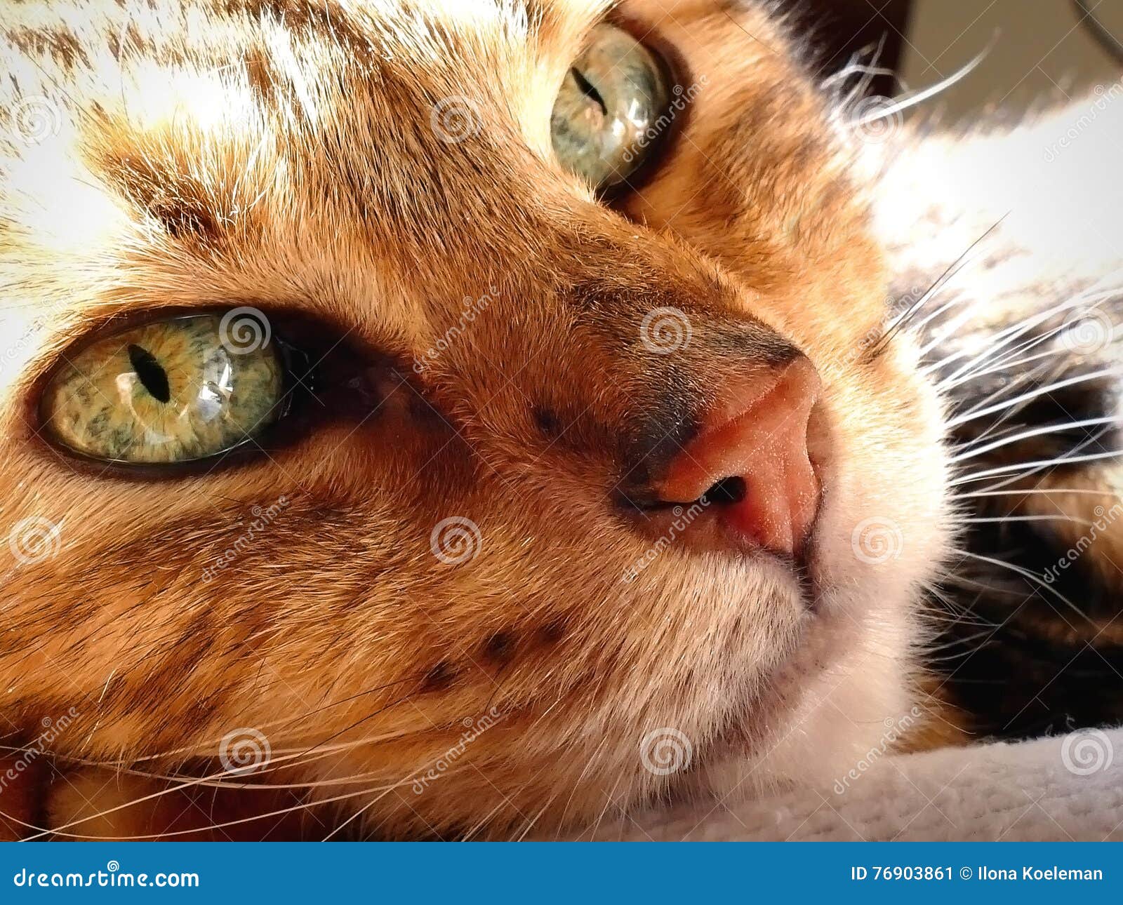 Bengal Cat Snoozing Bengal Cat Head Closeup Stock Image Image of
