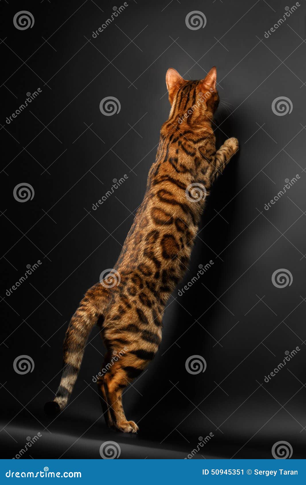 Bengal Cat Standing on Hind Legs and Catching Stock Image Image of