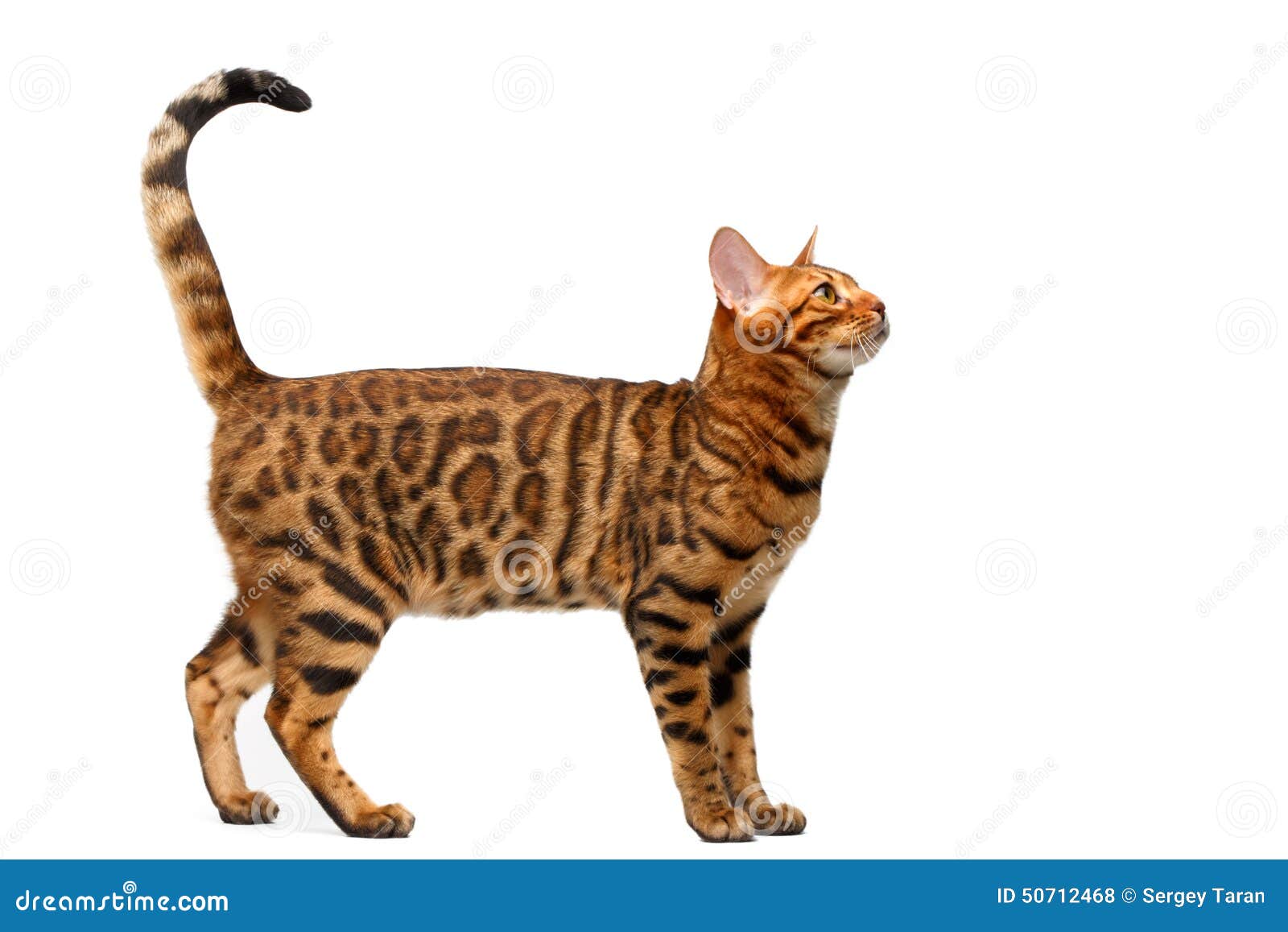 Bengal Cat Standing on White Stock Photo - Image of head, macro: 50712468