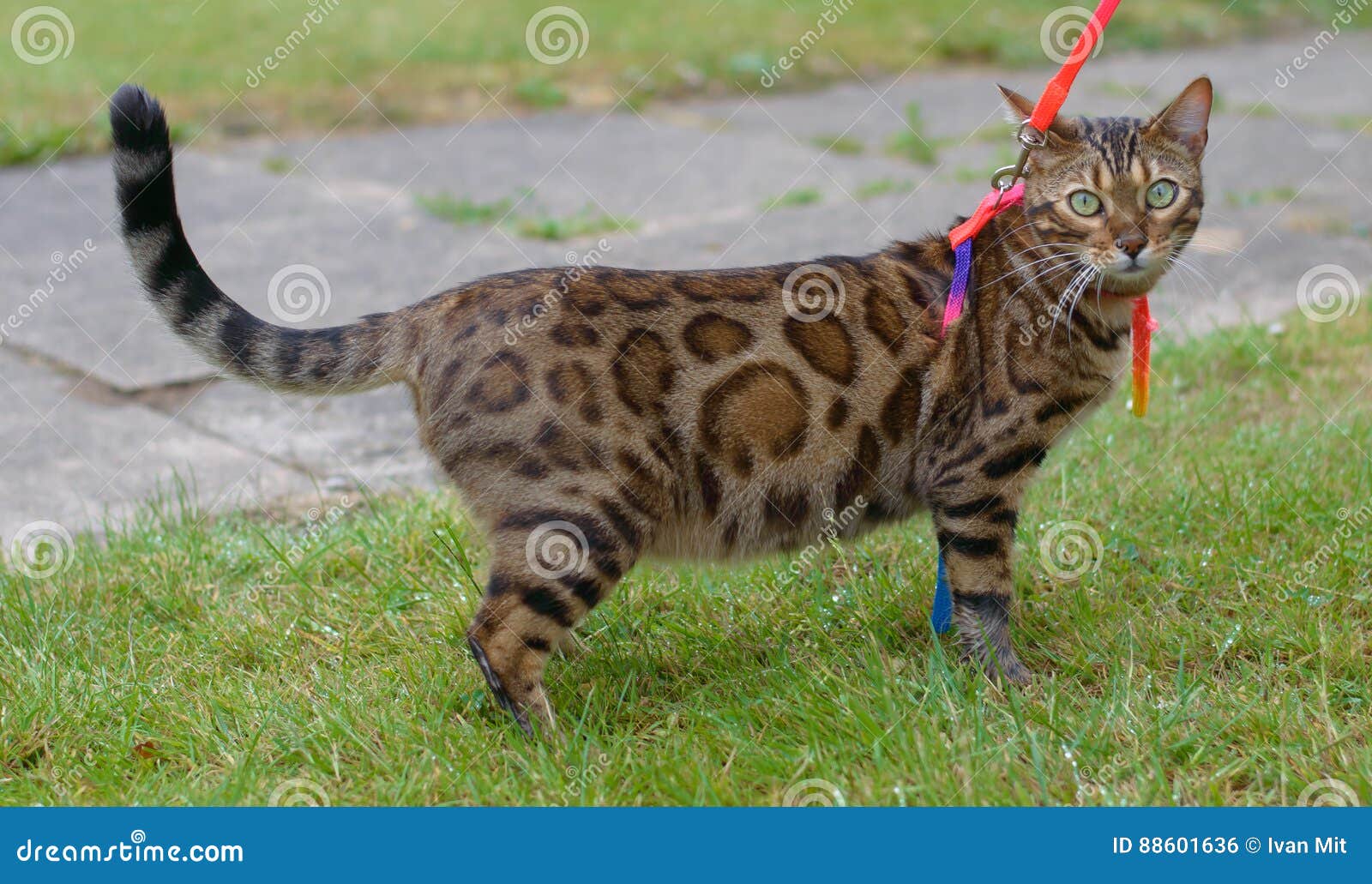 Bengal cat on a walk stock photo. Image of bengal, rosette 88601636