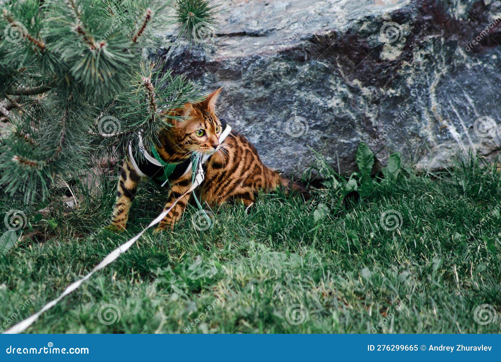 Bengal Cat Walking on a Leash in Nature, Harness with a Bengal Kitten