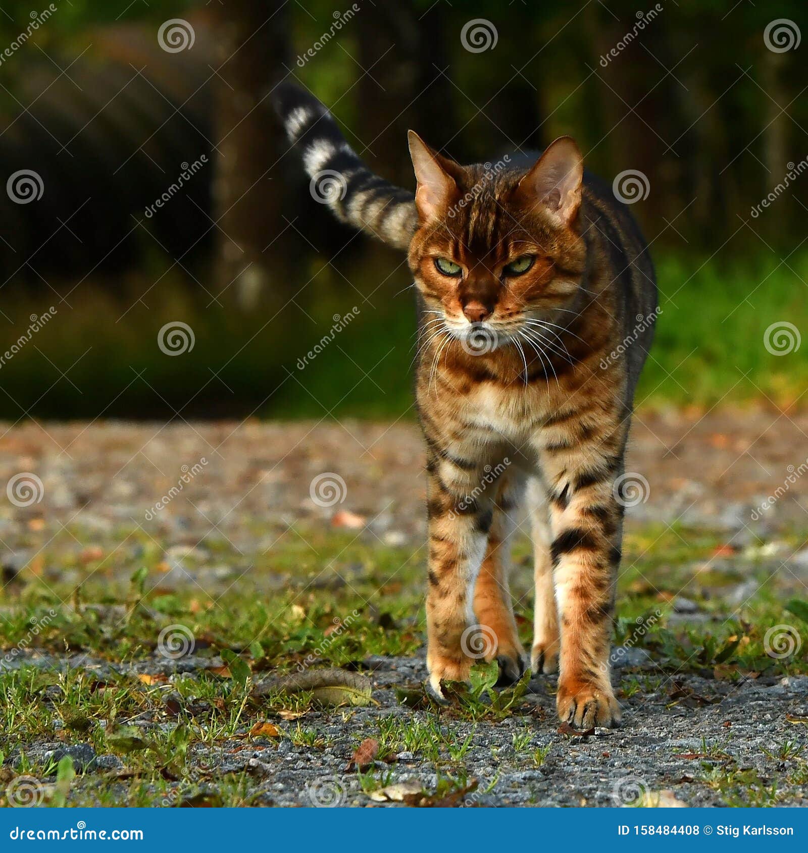 Bengal cat walking time stock photo. Image of domestic 158484408