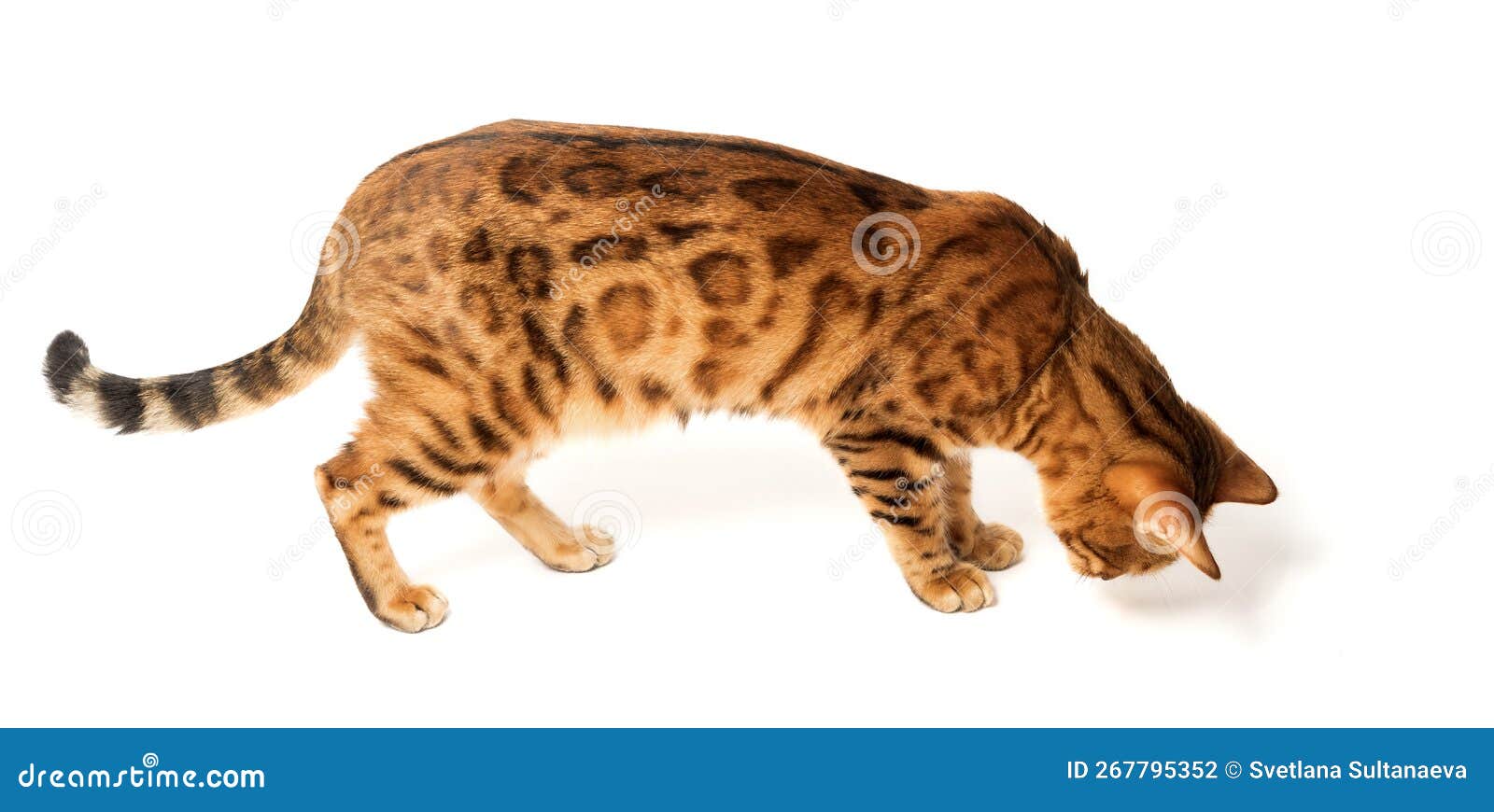 Bengal Cat Walking on White Background Stock Photo Image of color