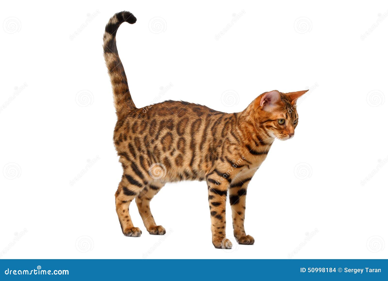 Bengal Cat Walking on White Stock Photo Image of view, beautiful