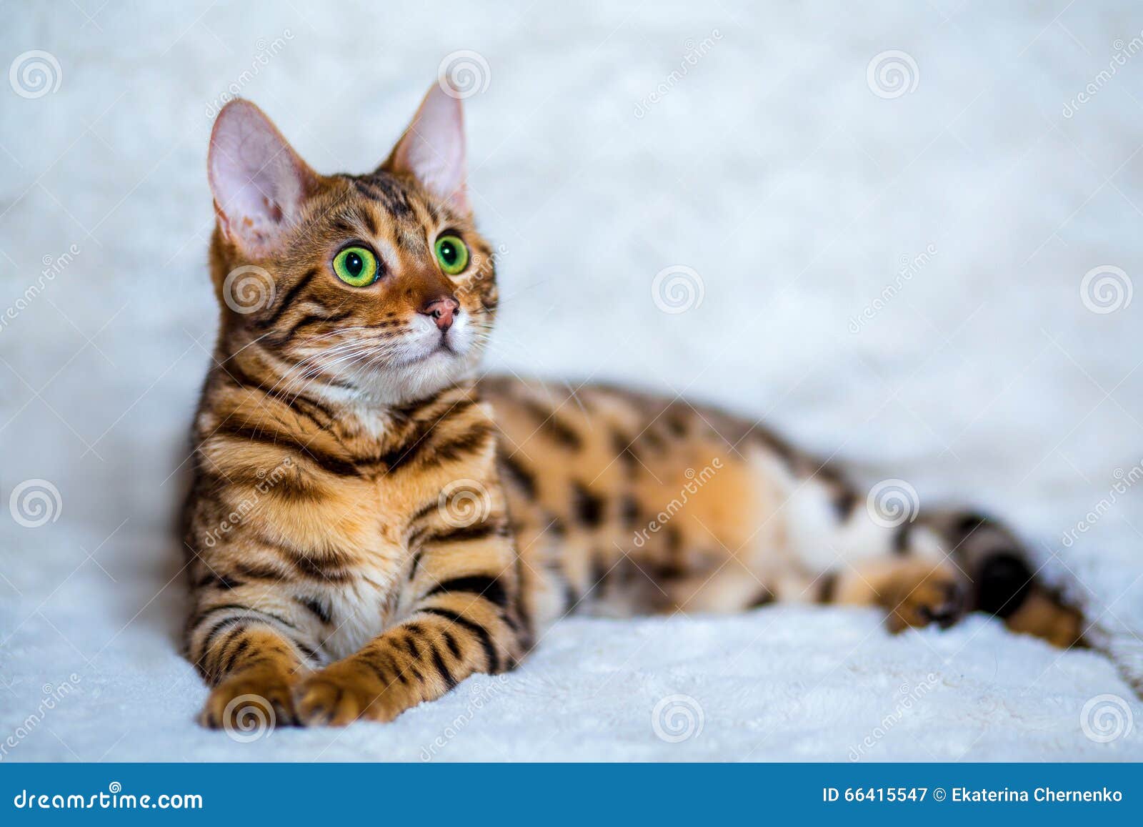 bengal cat