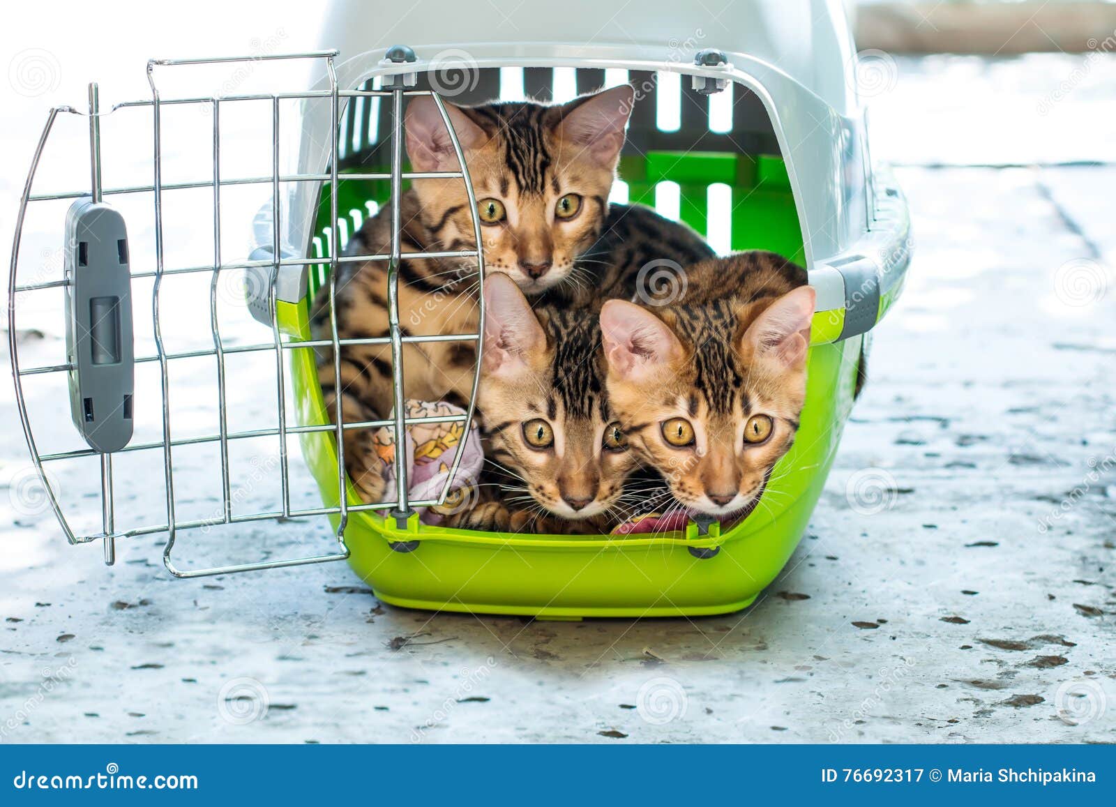 Bengal cats in pet carrier stock image. Image of breeding 76692317