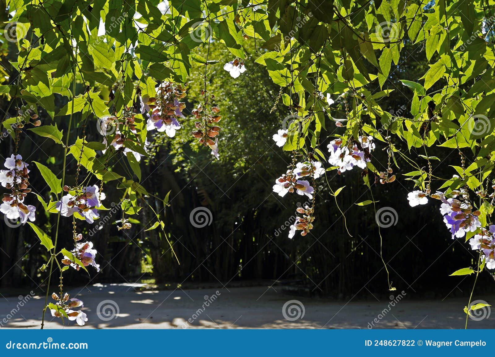 Bengal Clock Vine Flowers, Thunbergia Grandiflora, Rio Stock Photo ...