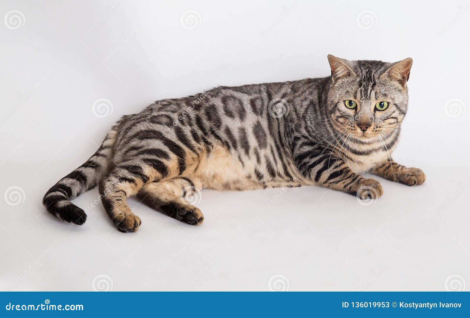 bengal cat photo in studio