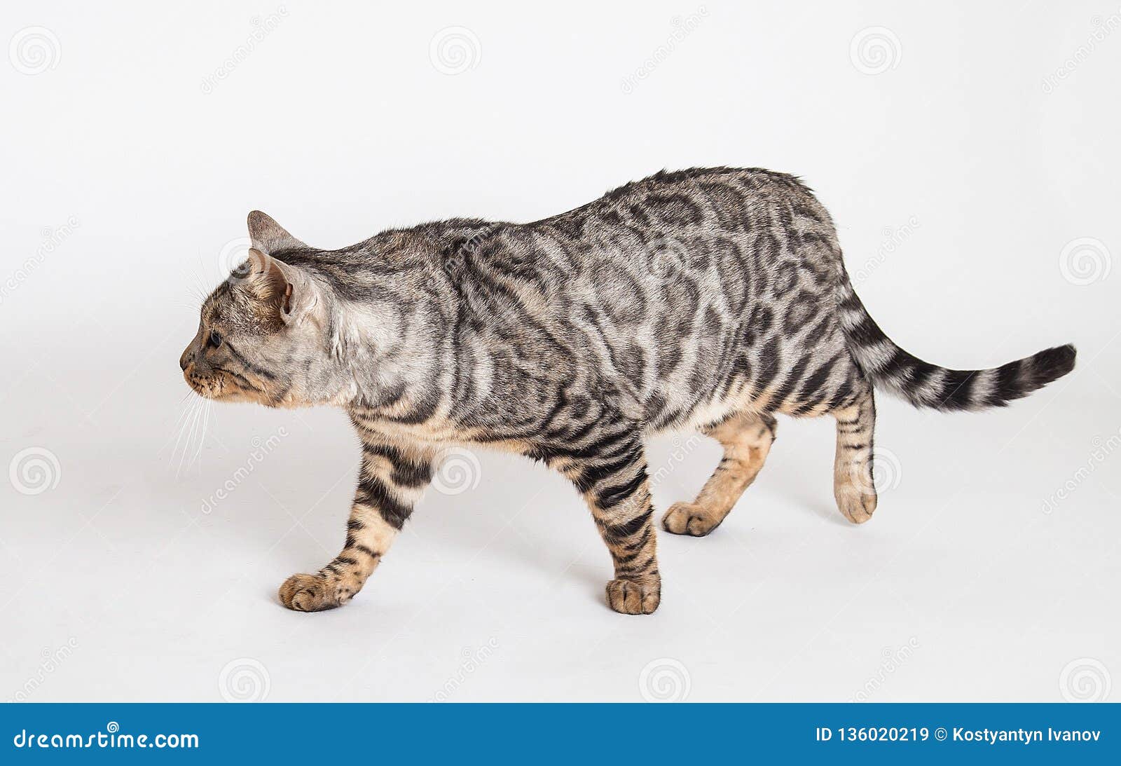 bengal ocelot