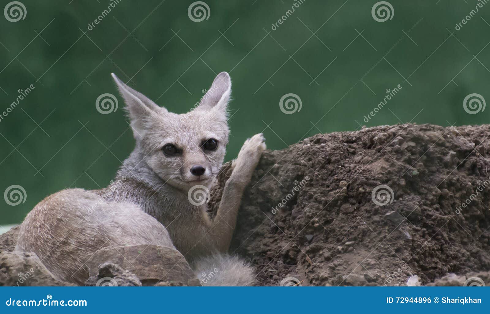 Fox stock photo. Image of vulpes, malwa, zoology, resting - 72944896