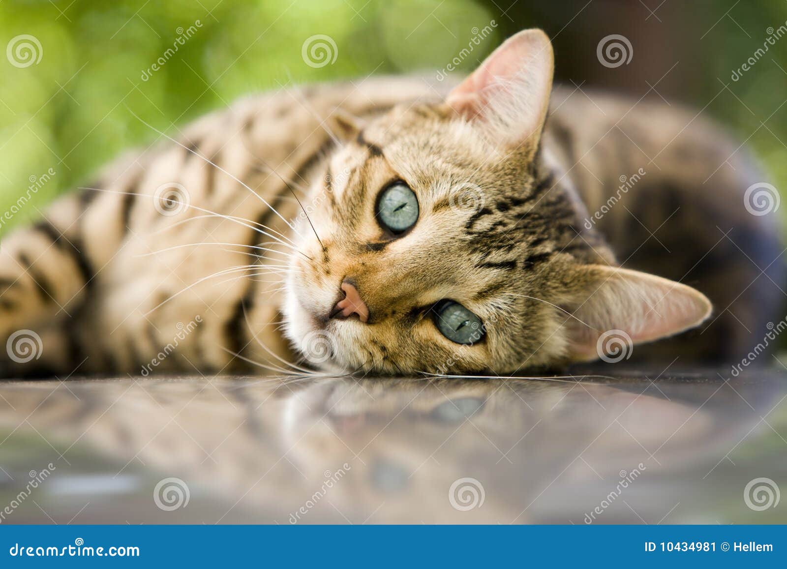 Bengal Katze Stockbild Bild Von Braun Adorable Lieben