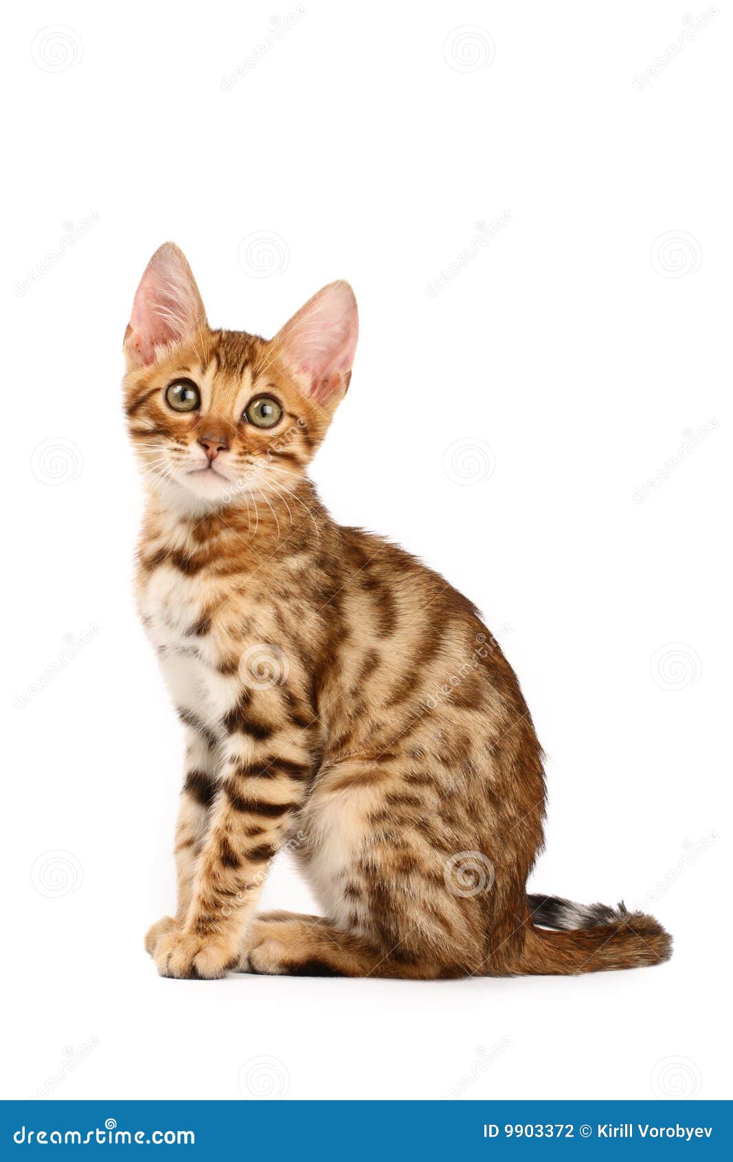Bengal Kitten Picture. Image 9903372