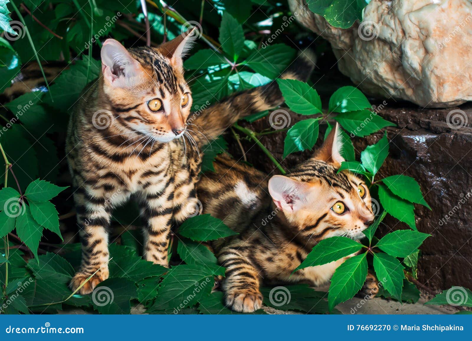 Bengal Kitten Alone Outdoors Stock Photo Image of hunting, brownspotted 76692270