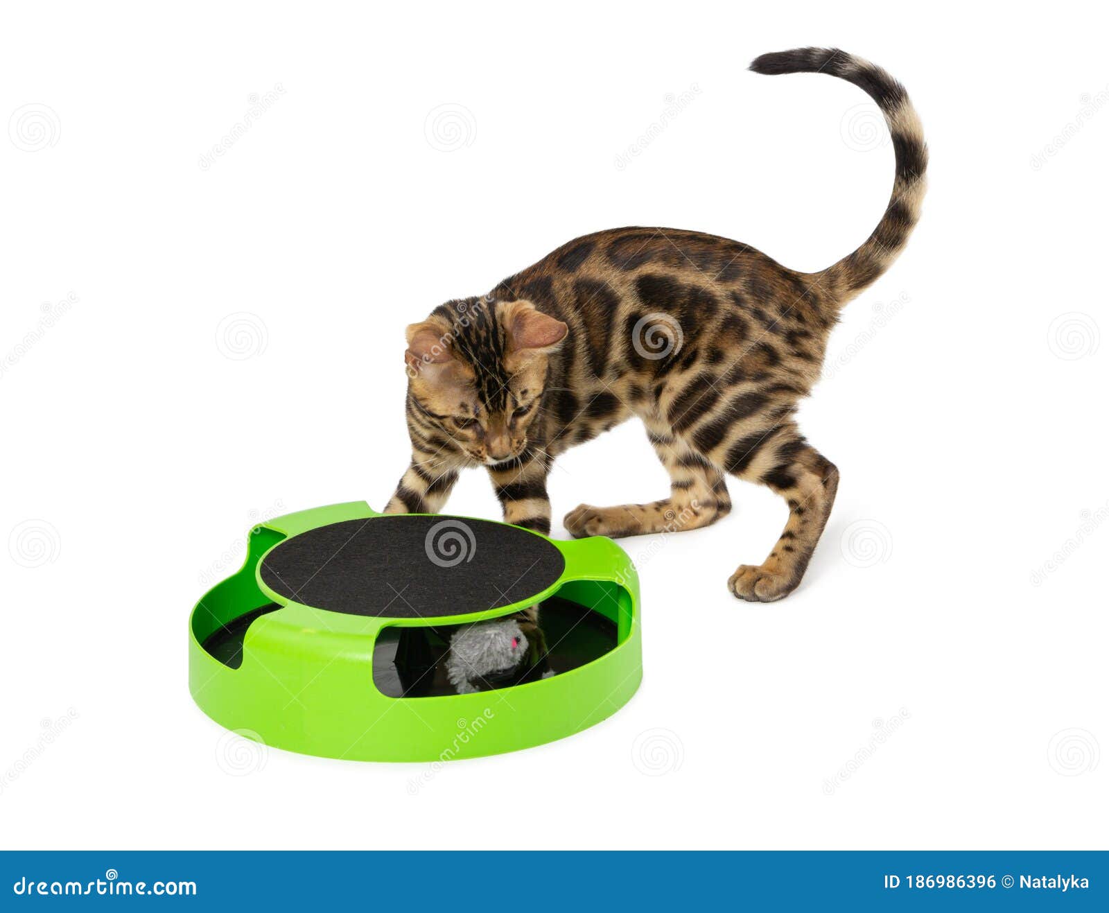 Bengal Kitten Plays an Interactive Toy Isolated on White Stock Photo