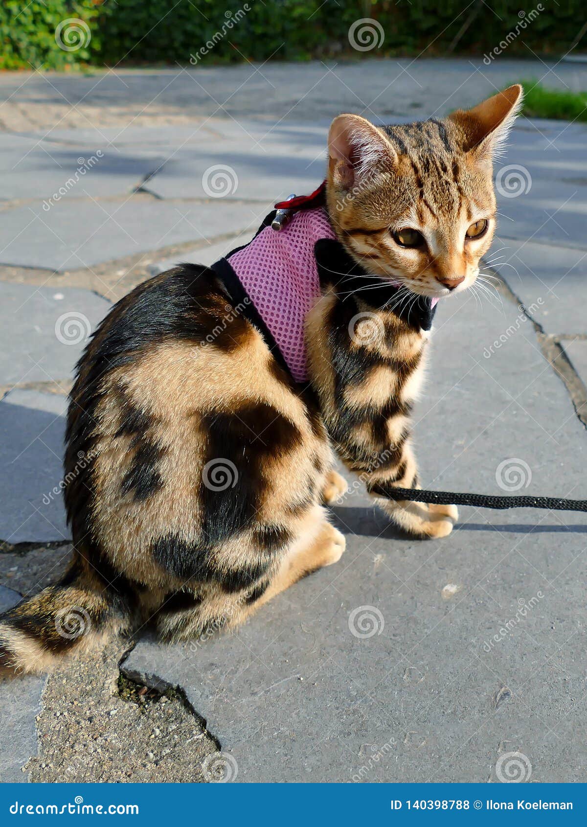 Bengal Kitten Practicing Harness on a Tangled Leash Stock Photo Image