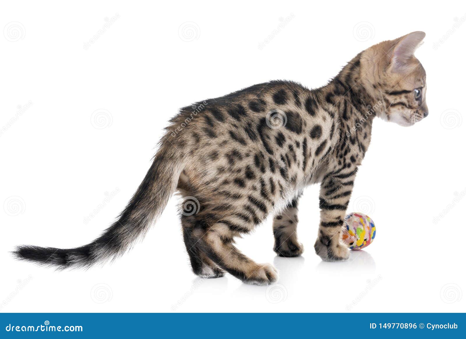 Bengal kitten in studio stock photo. Image of brown 149770896