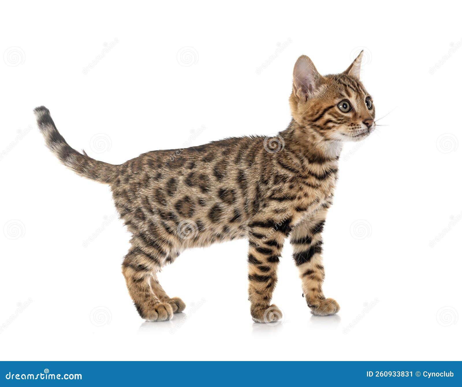 Bengal kitten in studio stock image. Image of animal 260933831