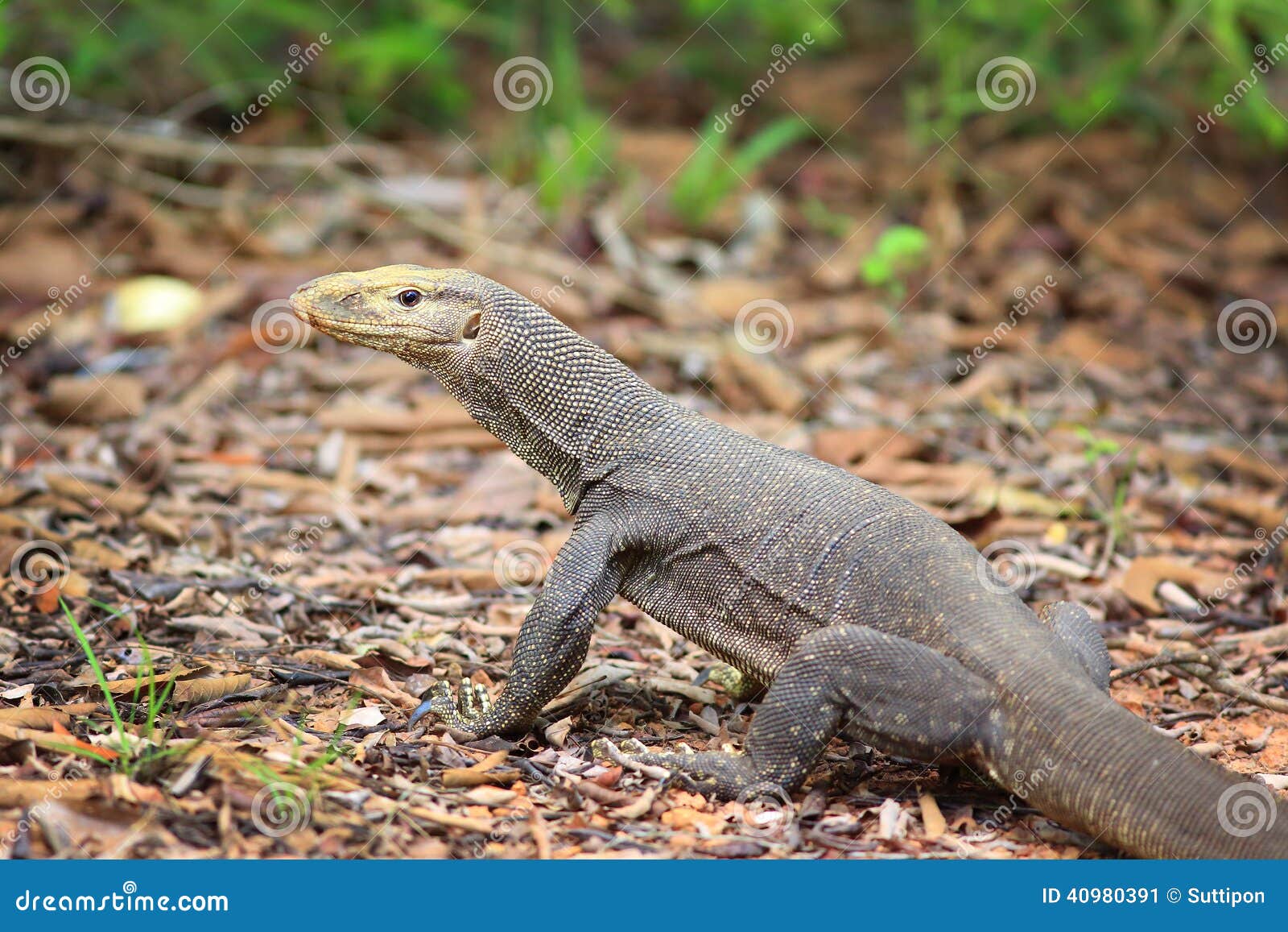 Bengal Monitor Lizard in Pang Sida National Park Stock Image - Image of monitor, asia: 40980391 Bengal Monitor Lizard in Pang Sida National Park Stock Image - Image of monitor, asia: 40980391
