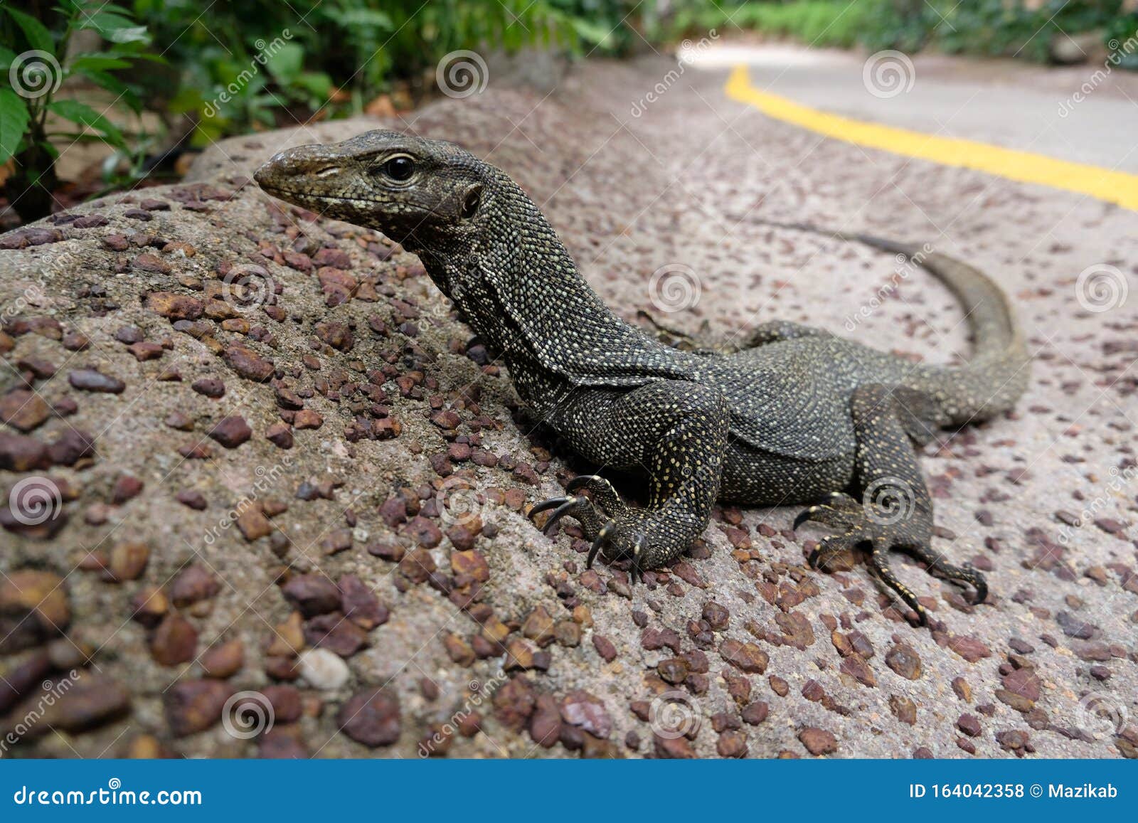 Bengal monitor stock photo. Image of carnivore, flores - 164042358 Bengal monitor stock photo. Image of carnivore, flores - 164042358