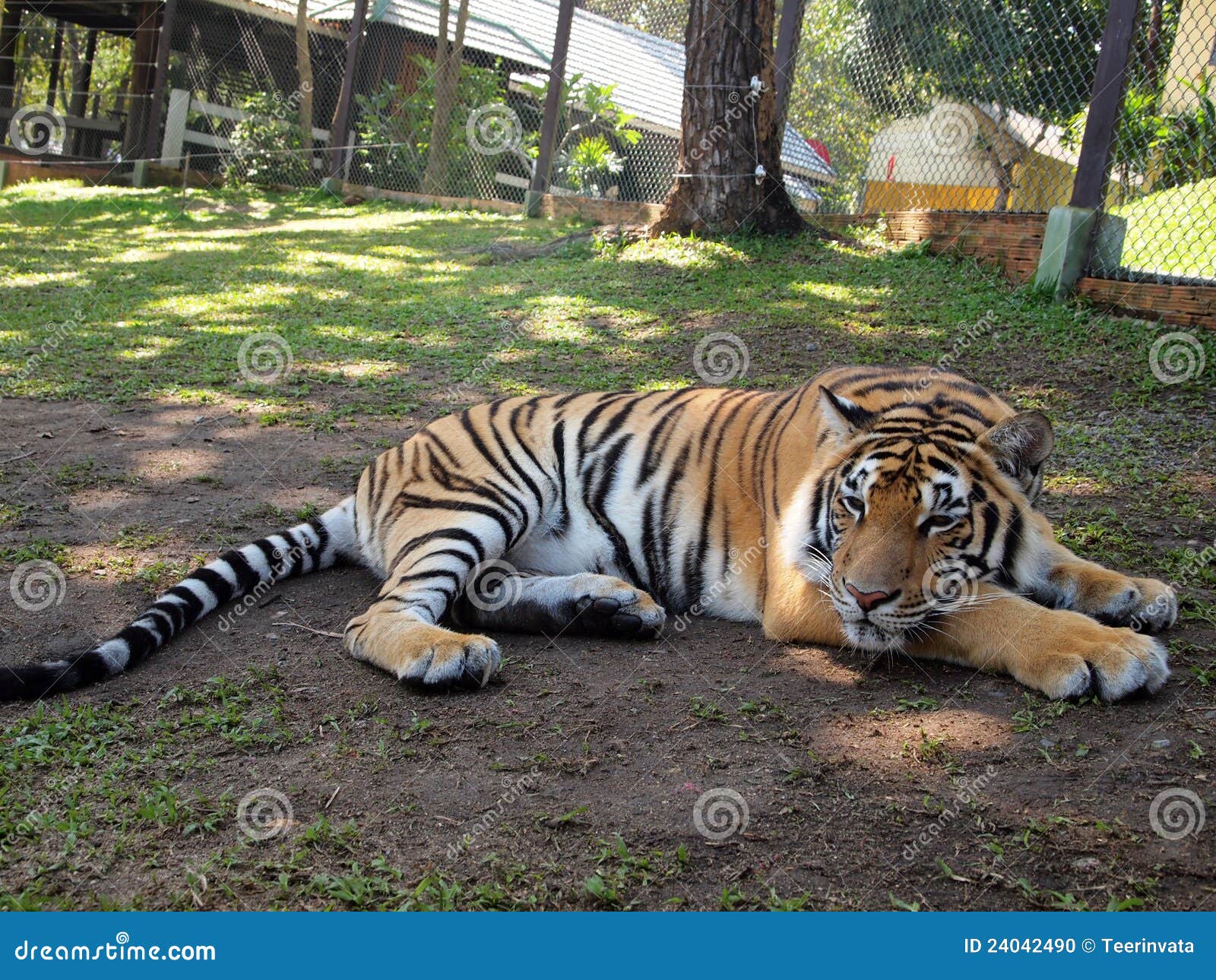 Bengal Tiger In Grass Stock Photo - Download Image Now - Orange Tiger,  Orange Color, Tiger - iStock