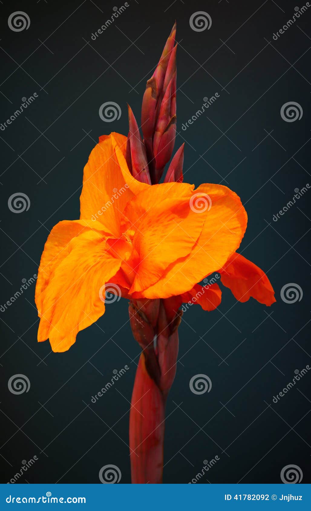 Bengal Tiger Canna Lily Flower Stock Photo Image Of Pretty Tiger 41782092