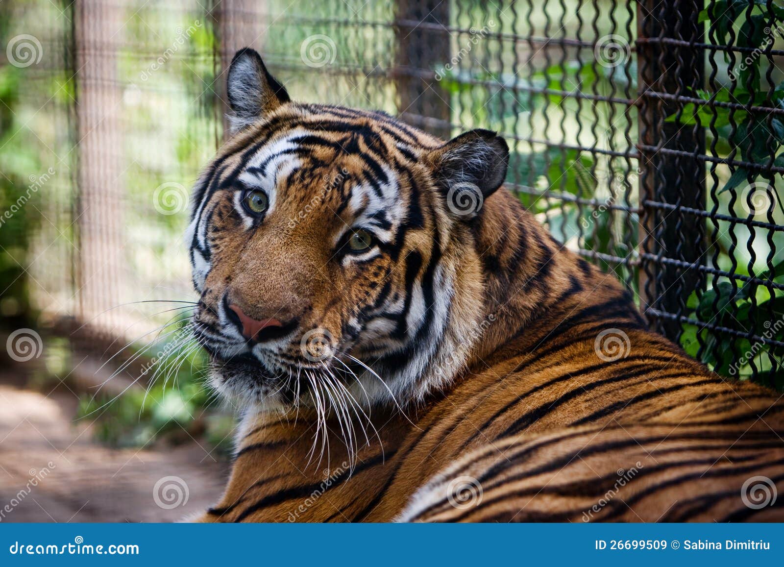 bengal tiger in captivity