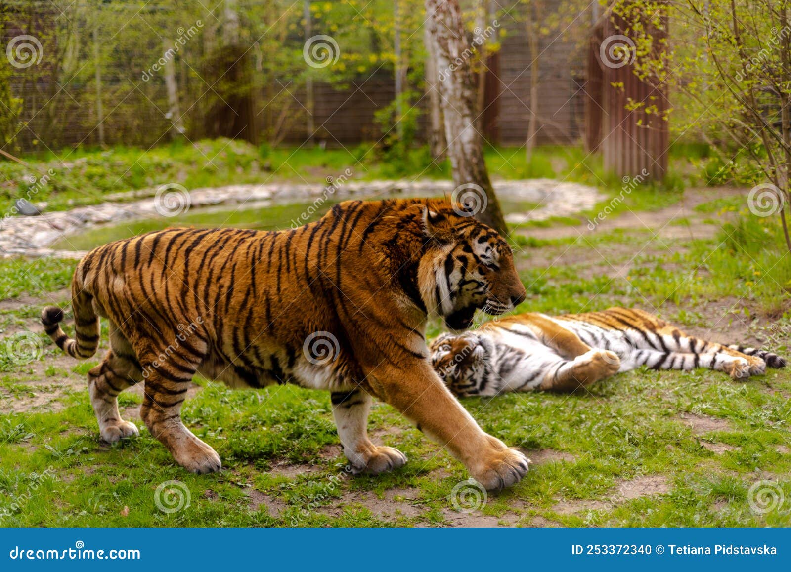 Bengal Tiger New Photos