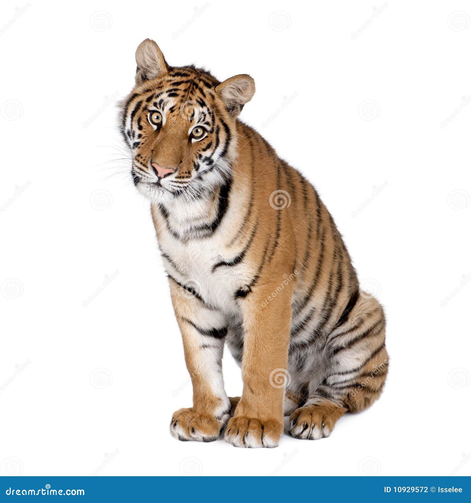 bengal tiger in front of a white background