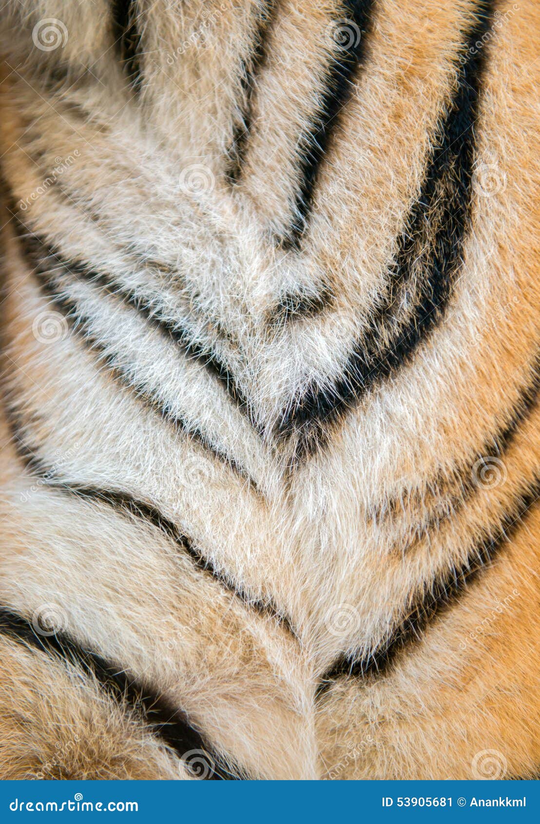 Bengal tiger fur stock image. Image of mammal, predator 53905681