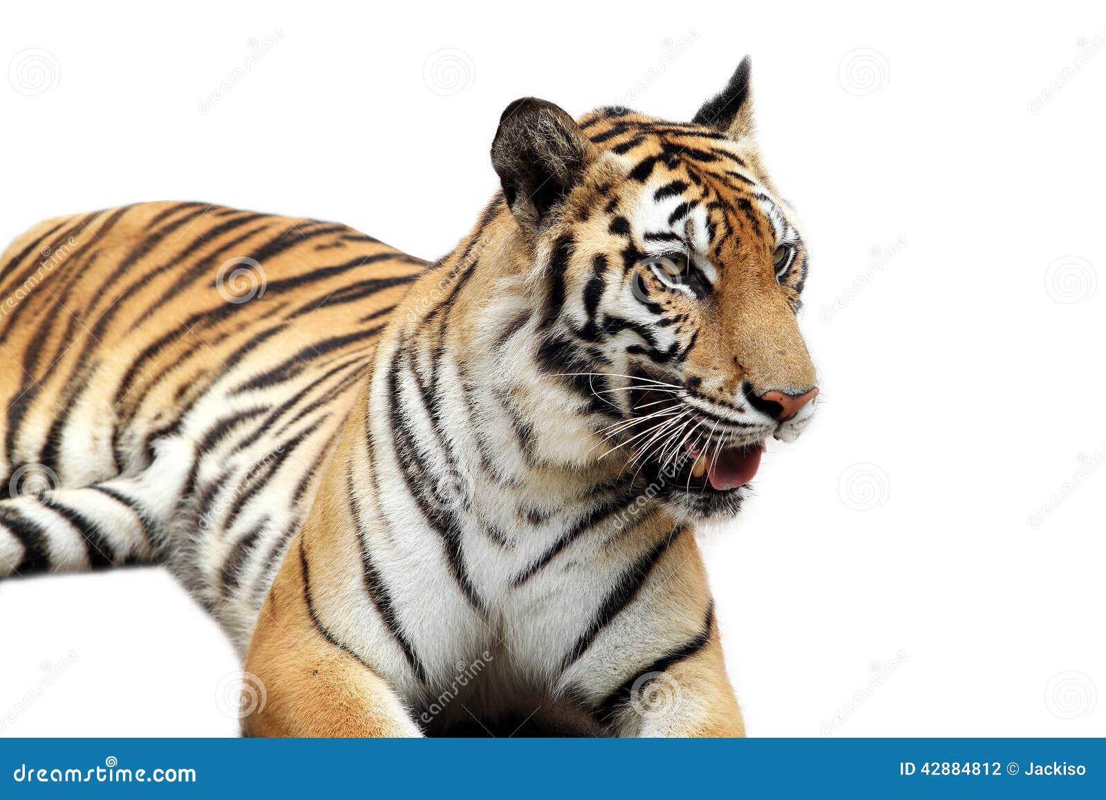 Bengal tiger isolated on white background