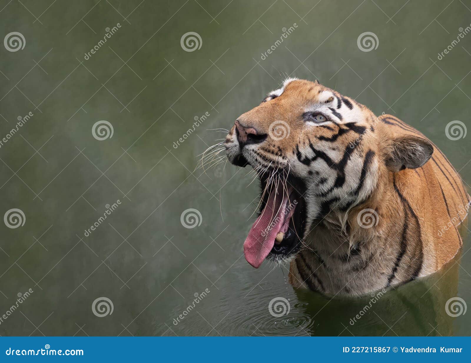 Watch Bengal Tiger