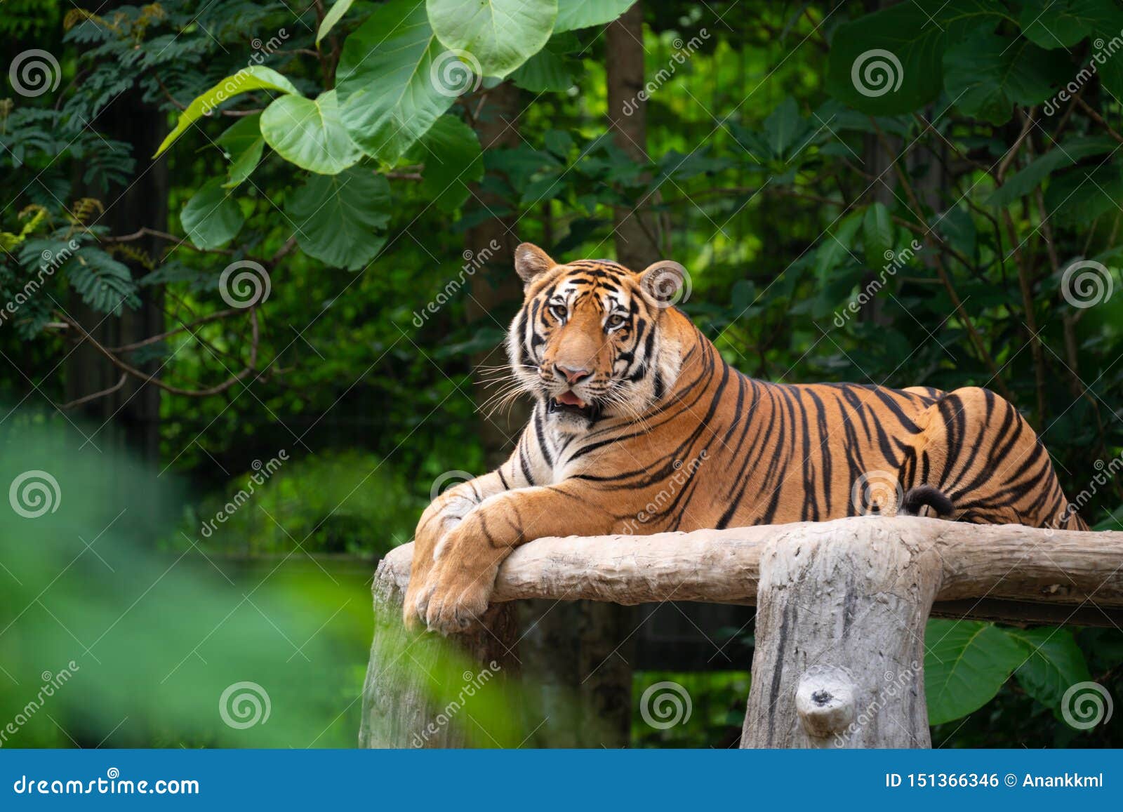 Bengal tiger lying down stock photo. Image of large 151366346