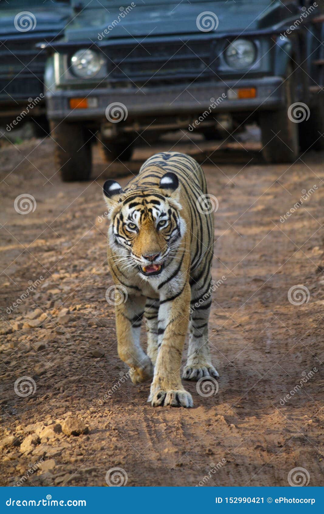 Bengal Tiger Walking by Lake, Ranthambhore Np, Rajasthan 