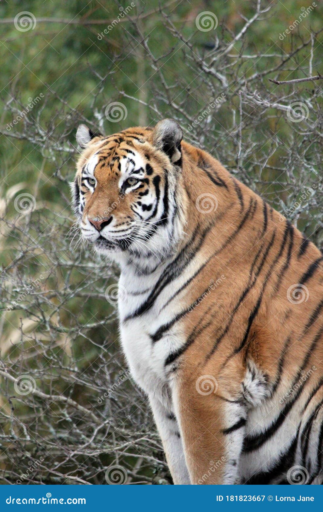 Bengal Tiger on Platform with Trees Behind -Also Known As the Indian Tiger,  the Bengal Tiger is the Most Common of All Tigers Stock Image - Image of  india, feline: 181823667