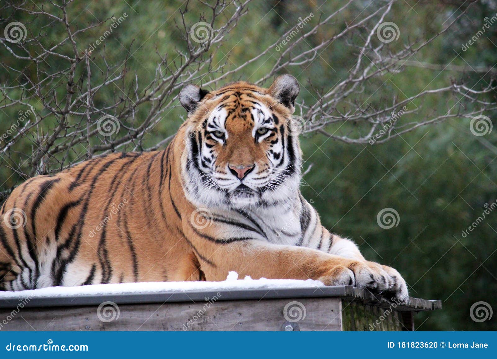 Bengal Tiger on Platform with Trees Behind -Also Known As the Indian Tiger, the Bengal Tiger is the Most Common of All Tigers Stock Photo - Image of asia, aggression: 181823620 Bengal Tiger on Platform with Trees Behind -Also Known As the Indian Tiger, the Bengal Tiger is the Most Common of All Tigers Stock Photo - Image of asia, aggression: 181823620