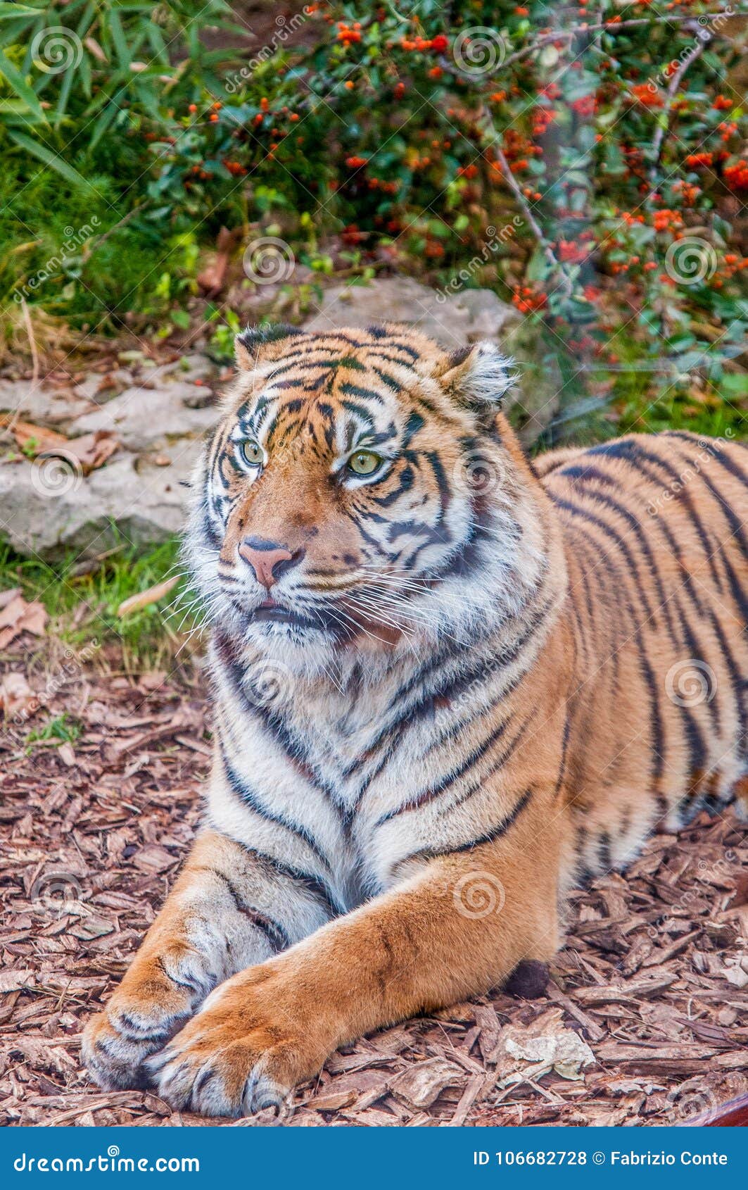 Bengal Tiger Queen Of Forest Tiger Mask Stock Photo Image Of Woods Eyes