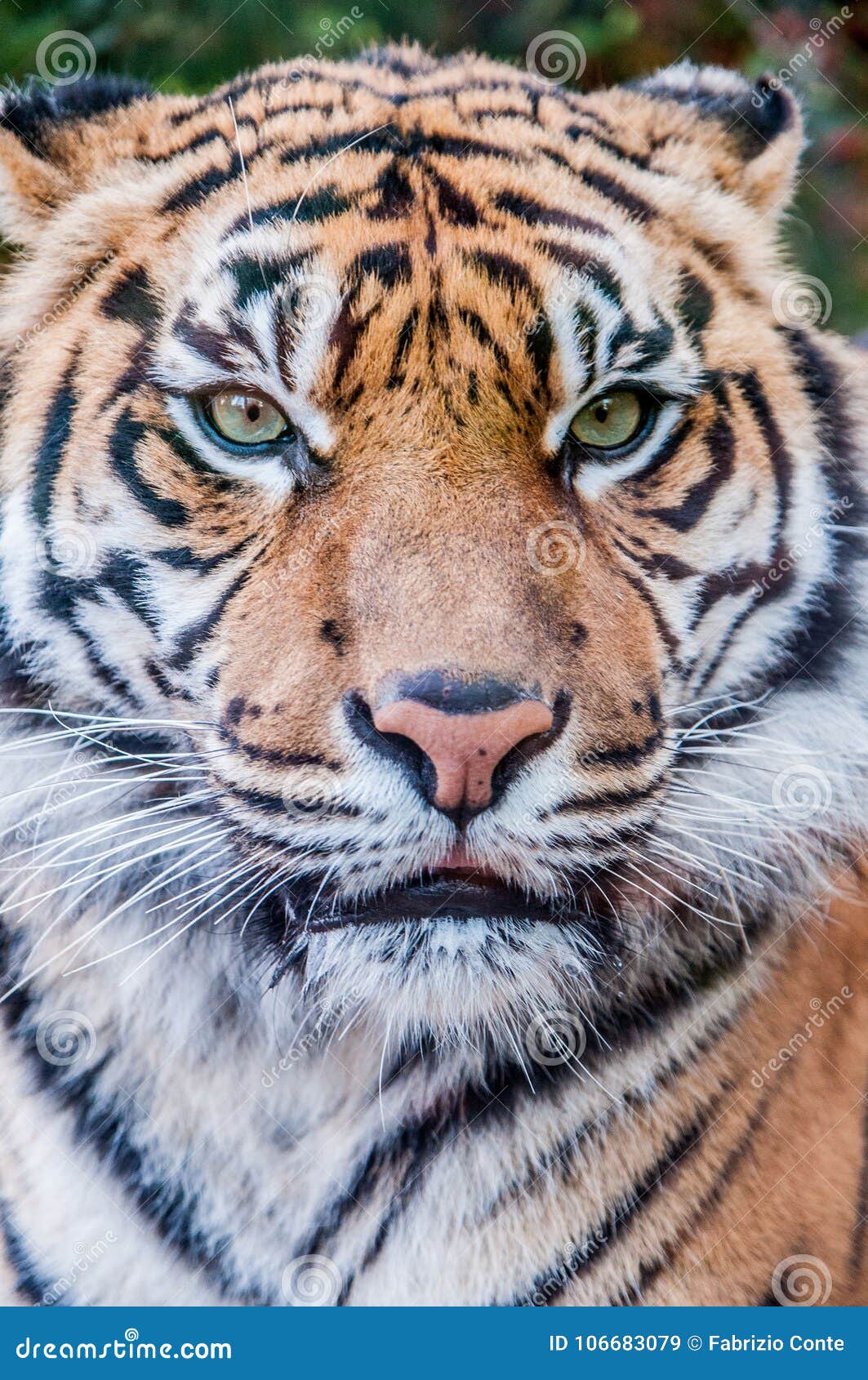 Bengal Tiger Queen Of Forest Tiger Mask Tiger Close Up Feline Stock Image Image Of Background Skin