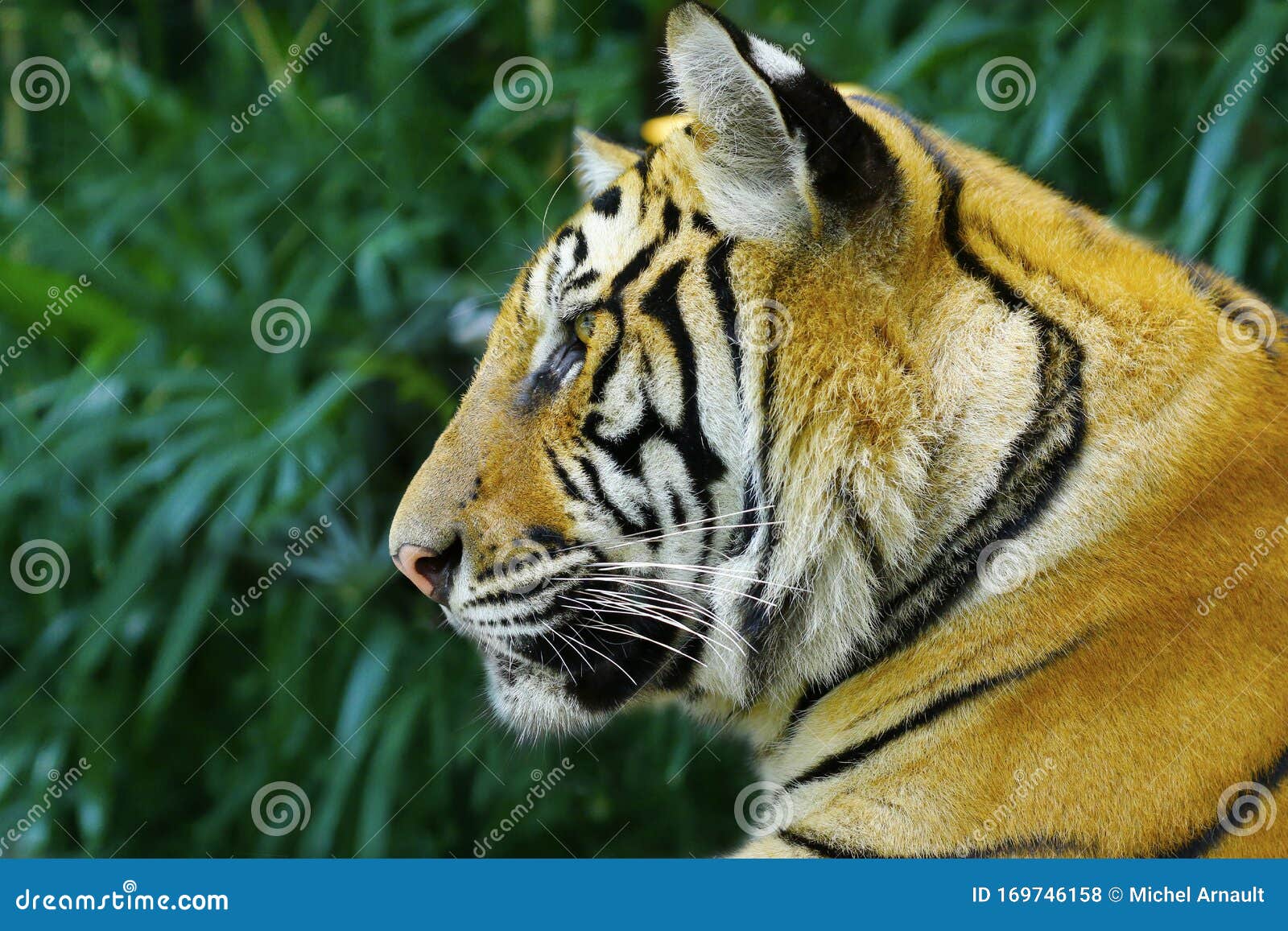 Bengal Tiger in the Rainforest Stock Photo - Image of feline, indian