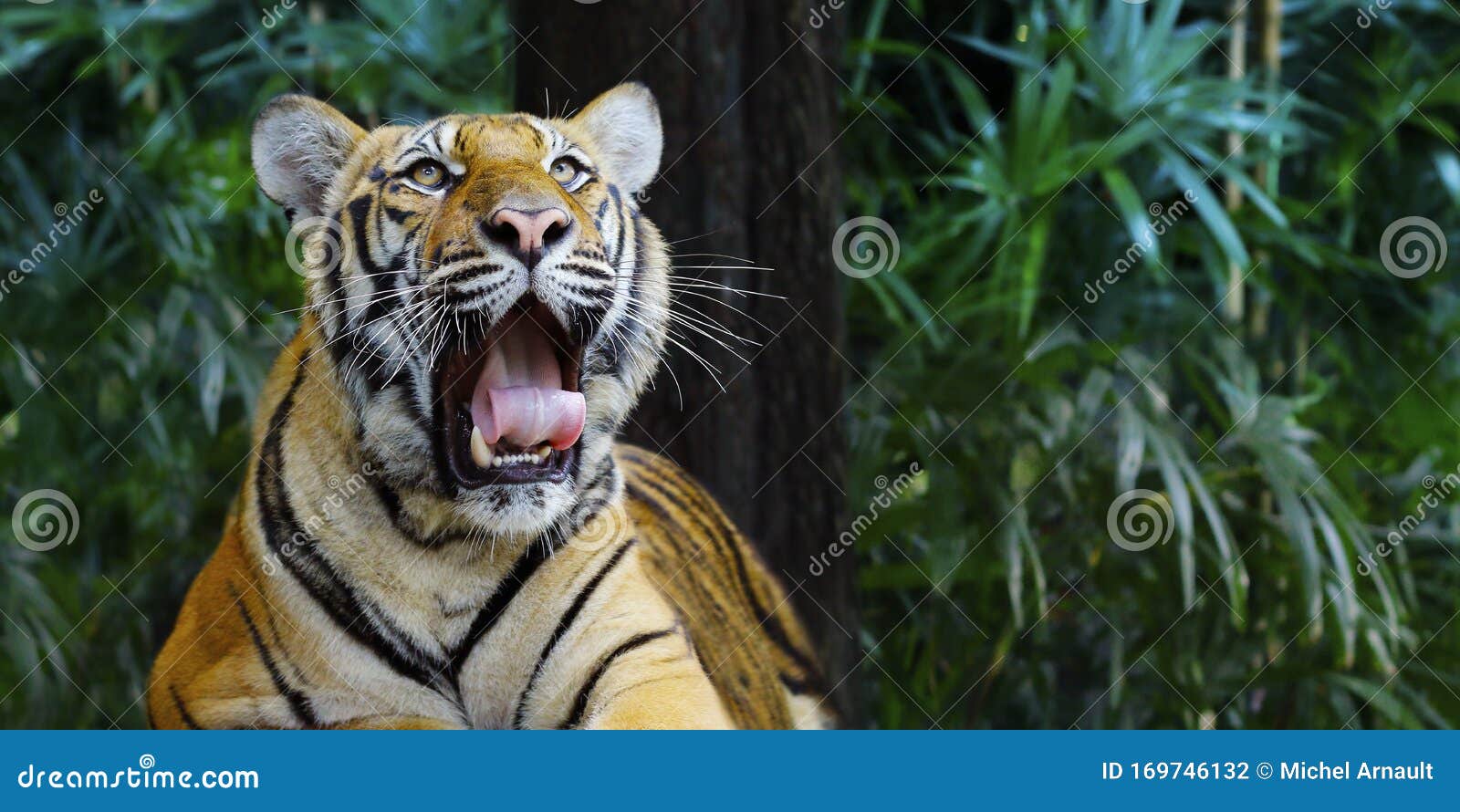 Bengal Tiger in the Rainforest Stock Photo - Image of hunt, cats: 169746132