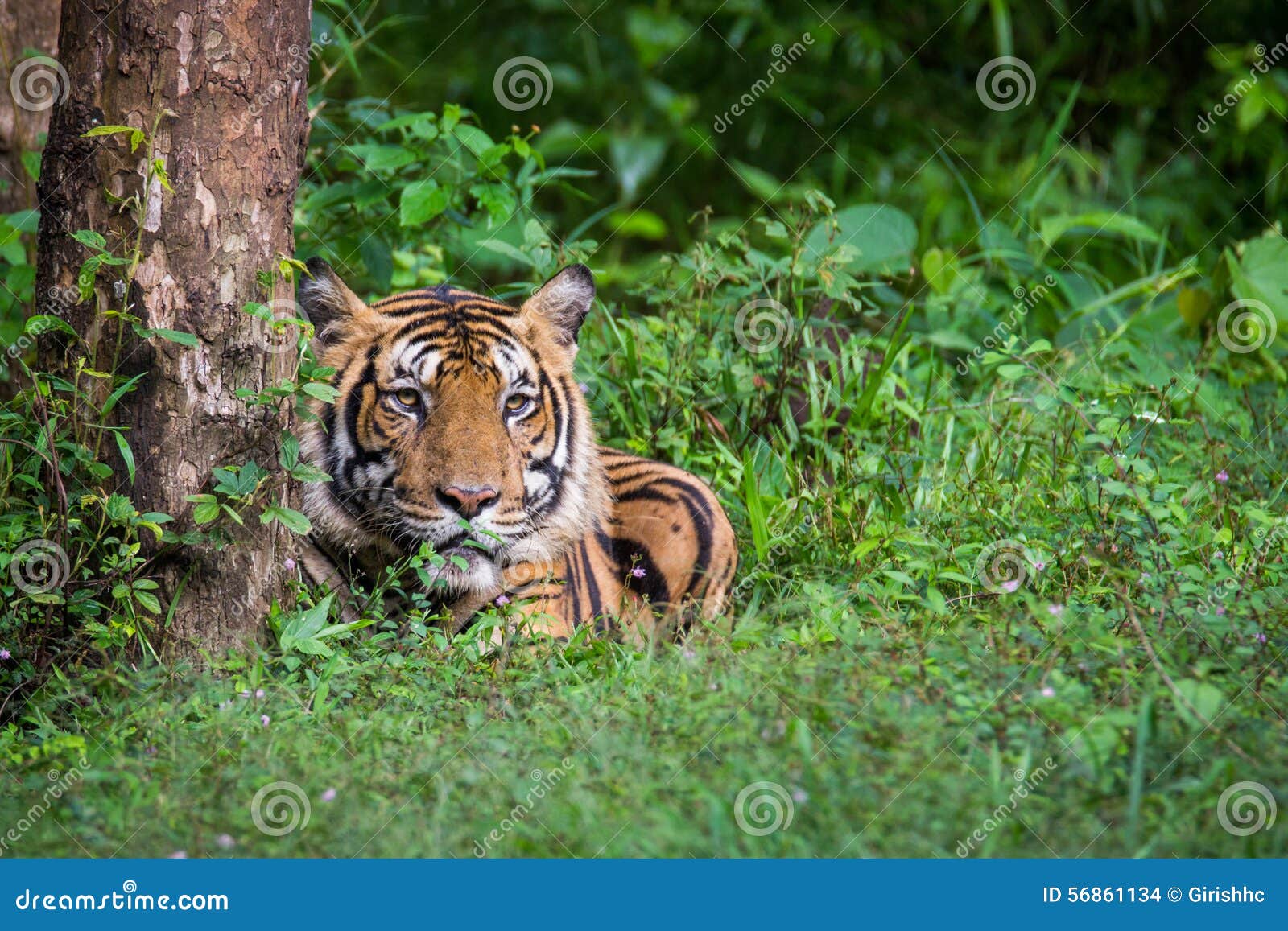 Bengal tiger in rainforest stock photo. Image of forest - 56861134