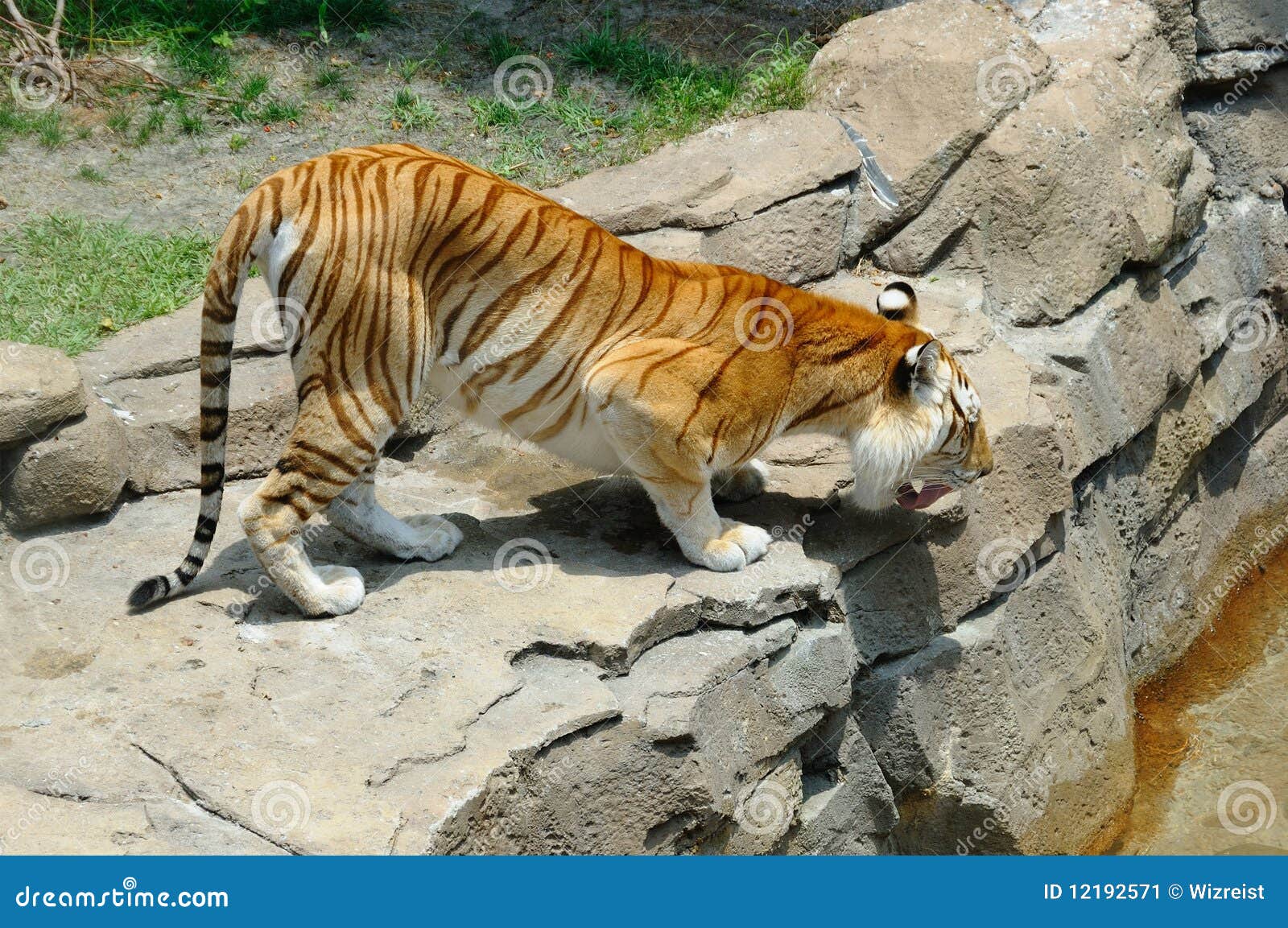 Bengal Tiger Ready To Jump Stock Image Image 12192571