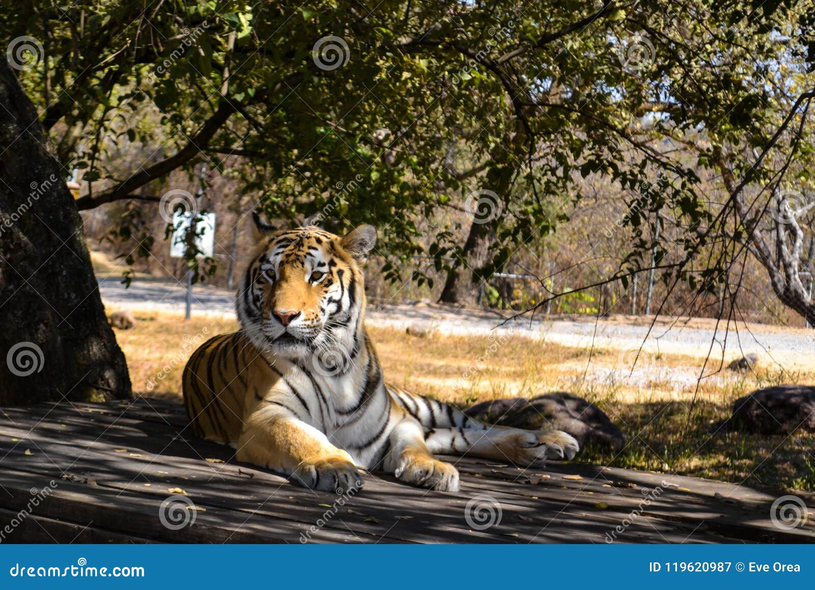 bengal tiger resting in a nature reserve